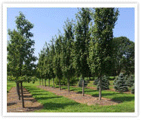 landscaping services
