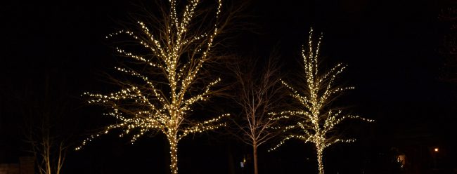 slider-main-tree-lights