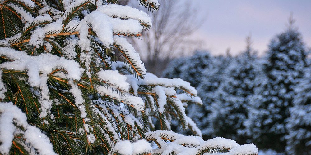features-img-snowfall-1000