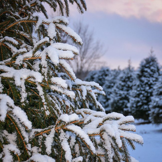features-img-snowfall-1000