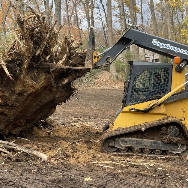 large tree moving tree transplant