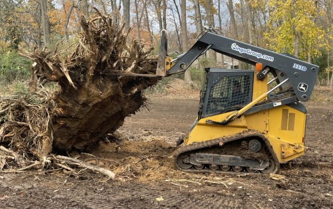 large tree moving tree transplant