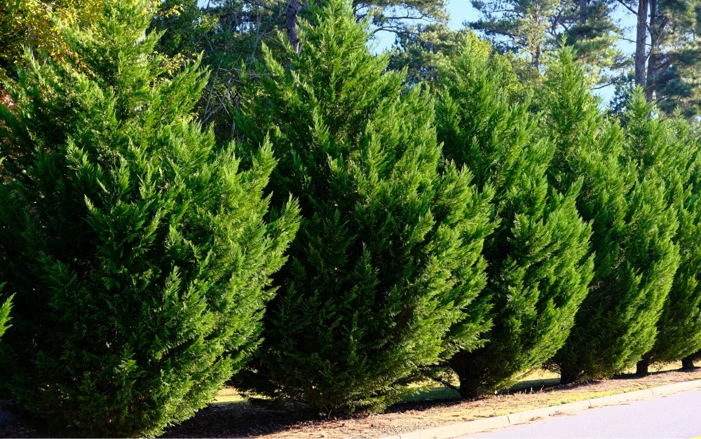 large privacy trees