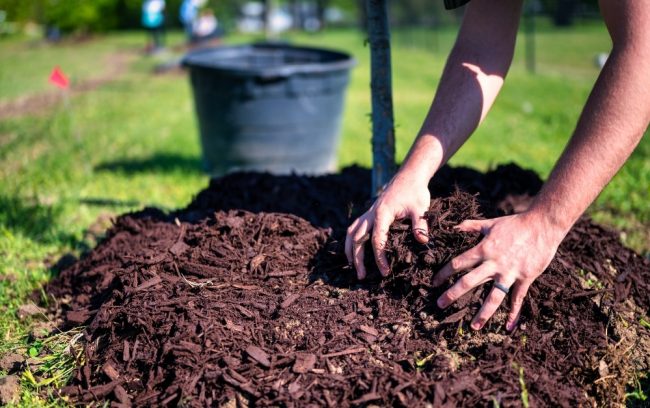 mulching