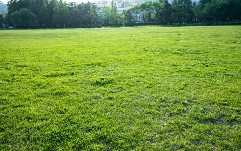 lawn fertilization service