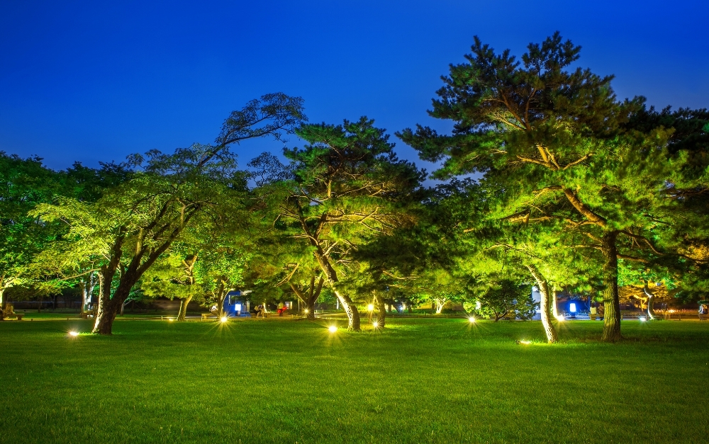 Uplighting and downlighting fixtures highlighting mature trees in Buckingham Township